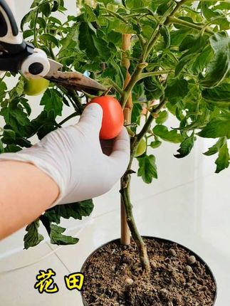 #不锈钢两用小耙子