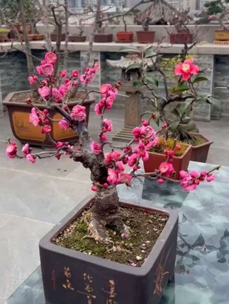 #红梅 一种非常耐寒的花卉,开花漂亮且香气四溢,好看又好养#红梅花开 #腊梅#梅花香自苦寒来 #别墅庭院设计