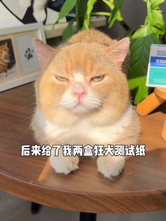 养猫养狗一定要提前做好狂犬检测,避免关键时候往医院跑!#狂犬病 #科学养宠攻略