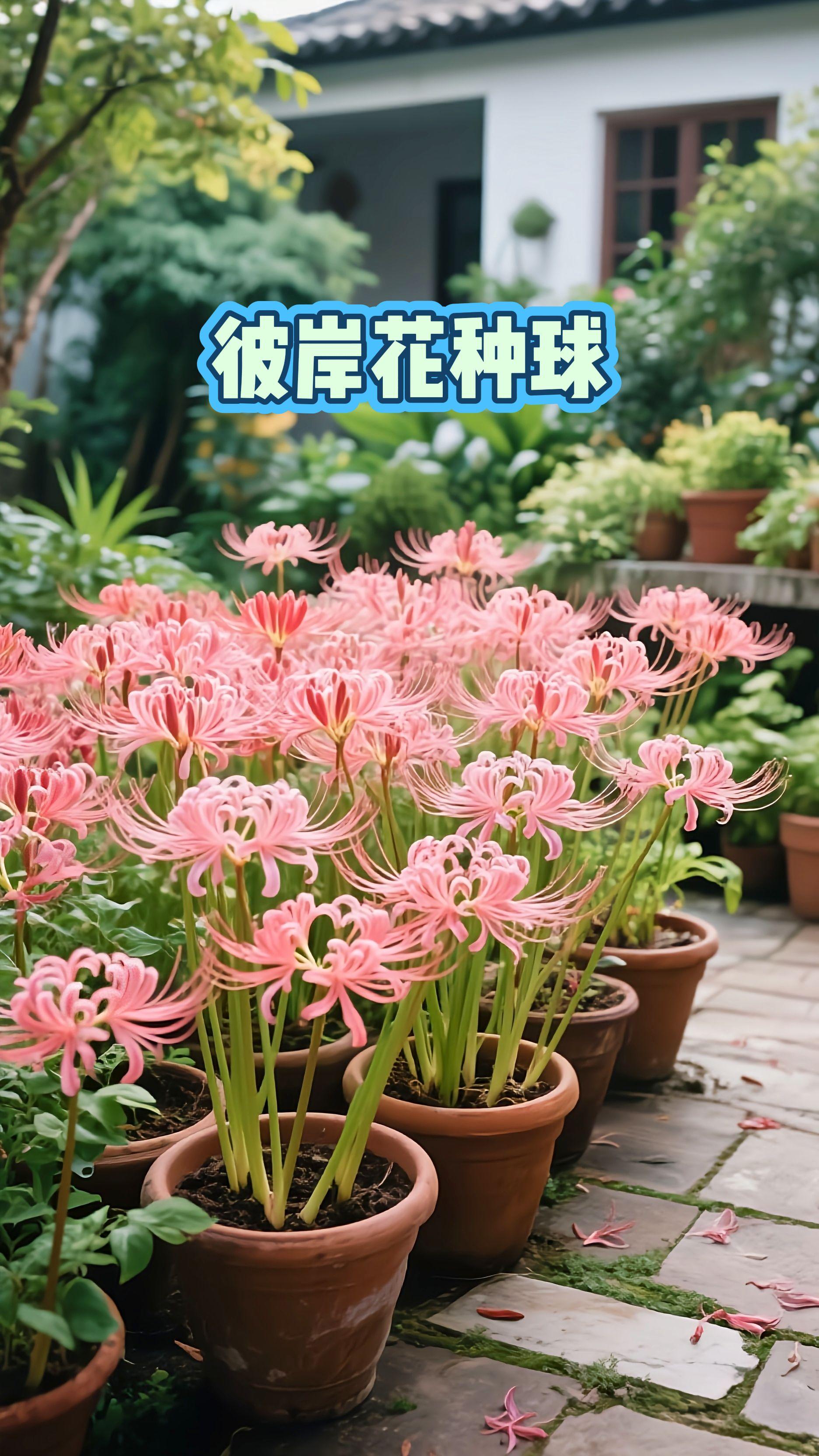这个就是曼珠沙华的种球,它也叫彼岸花,花开是一场美艳。种起来也很简单,剥掉外皮,尖头朝上,密植在盆土中,覆土五到八公分,浇透水,现在种下,春天就能赏花。#彼岸花 #超便宜超划算 #好东西一起分享 #绿意治愈生活