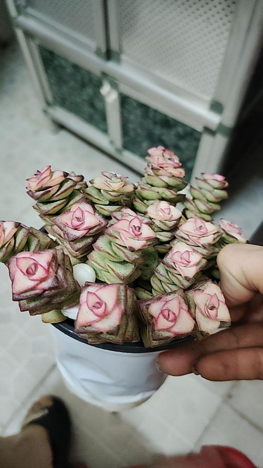 强烈推荐,的确漂亮特别是钱多多好看多#我在抖音买买买