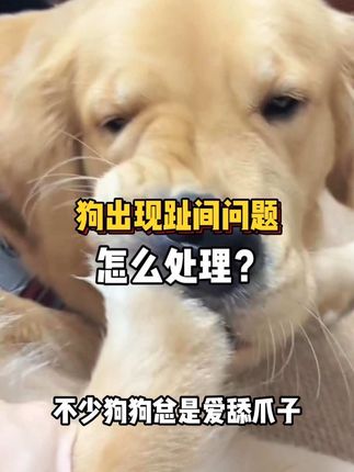 #狗狗 #养宠进阶指南 狗狗趾间问题怎么处理?