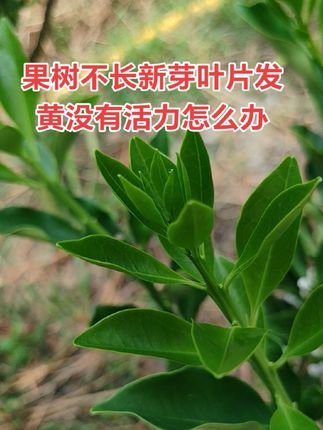 果树不长新芽叶片发黄没有活力怎么办 如果你的果树不长新芽叶片发黄没有活力我们方法就是,先修剪掉枝条顶上两到三张叶子,然后淋施含氮量高的高氮肥加上矿源黄腐酸钾或者鱼蛋白,页面喷施高氮的叶面肥。我们家这款绿叶奇迹叶面肥含氮量25%。需要的可以带上一包。