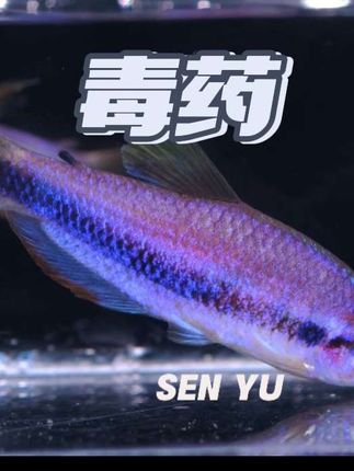 超毒&梦毒同缸同价,随便选 #梦幻毒药  #超级毒药  #鱼缸里的大自然  #灯科鱼  #草缸
