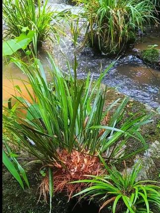 石菖蒲#九节菖蒲#药食同源