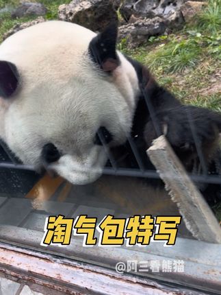 萌兰扒墙砖特写,太可爱了呀#大熊猫萌兰 #可爱到膨胀 #动物园里有什么