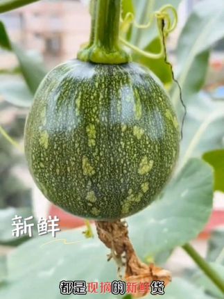 贵州小小瓜新鲜嫩南瓜当季现摘农家蔬菜#优质农产品 #口感特别好