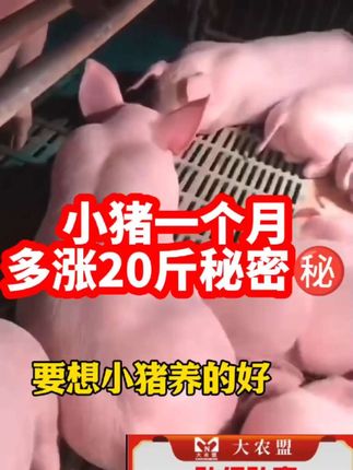 小猪一个月多长20斤秘密#养猪人 #三农 #养猪