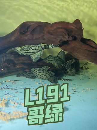 可爱的西瓜皮 L191哥伦比亚绿皮皇冠豹,尺寸9-11厘米,喜爱刨木头🪵好养入门鱼#热带观赏鱼 #🐟#鱼缸里的大自然