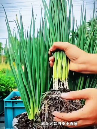 四季可种植,阳台 小院 花盆均可种植#阳台种植 #在家种菜 #四季小香葱种子 #纯天然绿色食品 #在家种菜