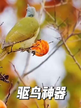 多彩驱鸟彩带,美丽又有效,赶紧给庄稼用上 #上热门 #园林工具 #农业种植#奇趣百宝箱#三农