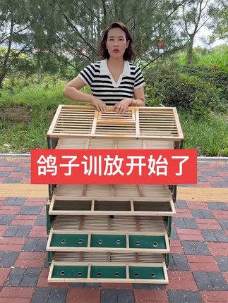 #鸽子训放笼 #鸽子放飞笼 #鸽子木质训放笼 #赛鸽训放笼 #鸽子放飞笼训放笼