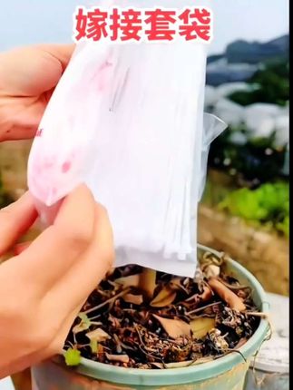 PE嫁接套袋组合 嫁接套袋 自封袋 保温 保湿 提高成活率 透明色#嫁接袋