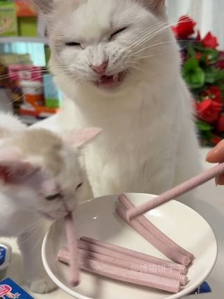 哇塞!这阿飞和巴弟跟史迪奇的联名礼包超划算,养猫的铲屎官们快来薅#萌宠好物 #阿飞和巴弟#新手养猫 @DOU+小助手