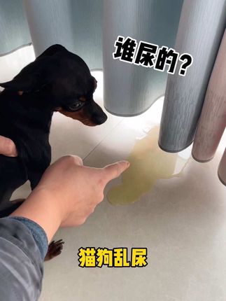 猫狗乱尿,还得用这种浓缩型的除臭剂,一大桶1000毫升,才9块9,真是便宜又好用!#宠物除臭 #新手养狗 #宠物除臭剂 #除臭喷雾
