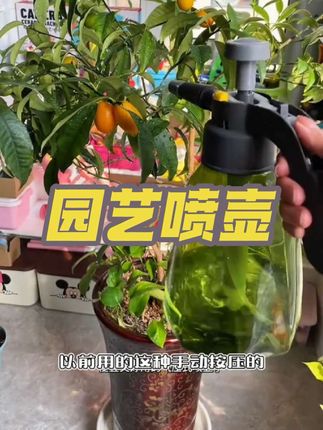 人鱼喷雾专用。#一份耕耘一份收获 #花卉植物