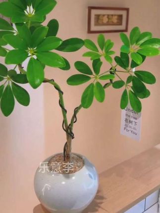 #花卉绿植养花 #热门话题🔥 #家庭养花 #爱养花 #养花小技巧