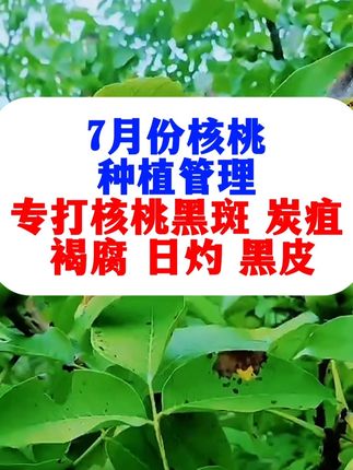 #核桃病害 #核桃黑皮 #核桃种植#核桃管理 #核桃高产