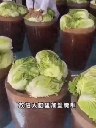 6不东北新鲜大缸酸菜,好吃超划算!#东北大缸酸菜 #酸菜纯粉条 #酸菜饺子 #酸菜五花肉 #妈呀太香了