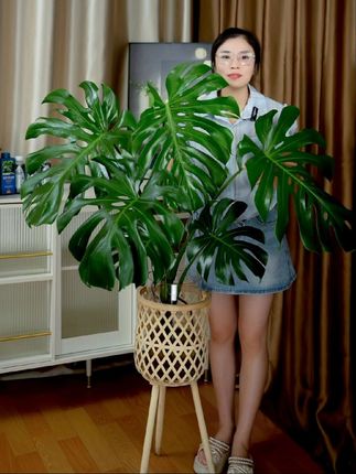 总有些美好不用费心经营~🌴 龟背竹在客厅延展绿意 晴天当光的翻译官 雨天当我的发呆搭子 连挑剔的猫都认证这才是客厅VIP座位💺