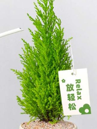 放青松绿植香松盆栽阳台客厅桌面绿植绿清新柠檬香圣诞树花卉