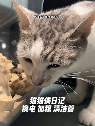 猫猫侠日记 换电 加粮 清洁篇 #流浪猫 #沉浸式 #街猫 #喂猫日记 #我和流浪猫的故事