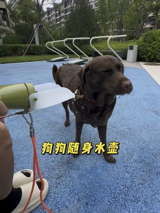 howgo高品质狗狗外出水杯多功能折叠式大容量耐高温狗狗必备 #咖妃妹妹拉布拉多 #日常遛狗 #狗狗喝水壶 #养狗经验分享 #狗狗防中暑