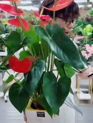 红掌花卉盆栽 4-7花发货水培红掌盆栽带花大叶花卉室内绿植四季开花#红掌 #花卉绿植 #红掌盆栽 #园艺生活 #花的世界很美 @DOU+上热门 @DOU+小助手