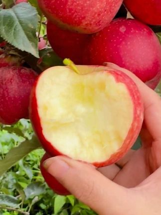 #嘎啦苹果  #好吃到停不下来 #大人孩子都爱吃 #口感非常好#新鲜采摘