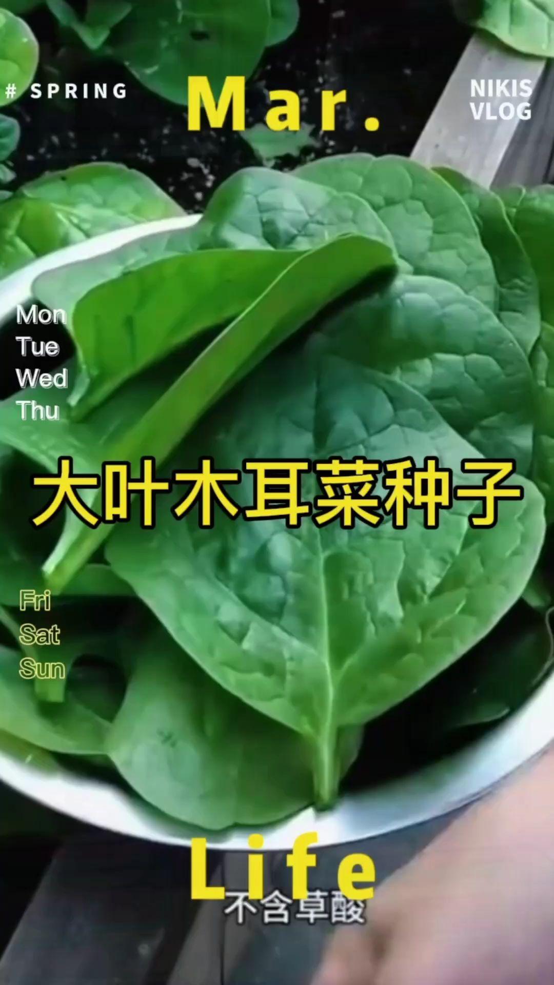 大叶木耳菜种子苗落葵小青菜耐高温高湿春夏四季阳台盆栽蔬菜种子#木耳菜种植 #蔬菜种子 #在家种菜 #大叶木耳菜种子 #三农