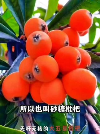 红肉枇杷苗,壮苗现挖现发,南北方均可种植 #枇杷苗#红肉枇杷苗#金牌苗木人@DOU+小助手