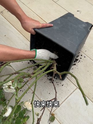 快来快来,教你给这些月季看看病#花卉绿植 #养花小知识 #种植小技巧