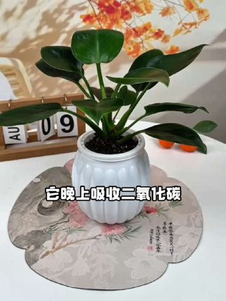 大叶金钻也叫绿公主,放在室内净化空气,叶子一年四季都是绿油油 金钻又叫绿公主,一年四季常绿,浇浇水就可以养好,家有金钻腰缠万贯#适合室内摆放的花卉盆栽推荐 #一年四季常绿非常好养 #客厅盆景绿植高档大气 #大叶金钻绿公主 #绿植水培盆栽室内 @抖音小助手 @DOU+小助手 @抖音广告助手