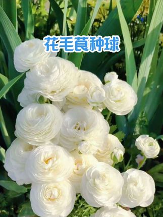 家有阳台小院的,一定要种一次花毛茛,开花不比玫瑰牡丹逊色,但比玫瑰牡丹好养活……#花毛茛 #花毛茛芹叶牡丹 #养花人 #阳台小院均可种植 #好看的花一定要分享给你