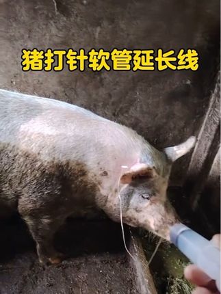 #猪打针 #猪打针延长线 #猪牛羊养殖