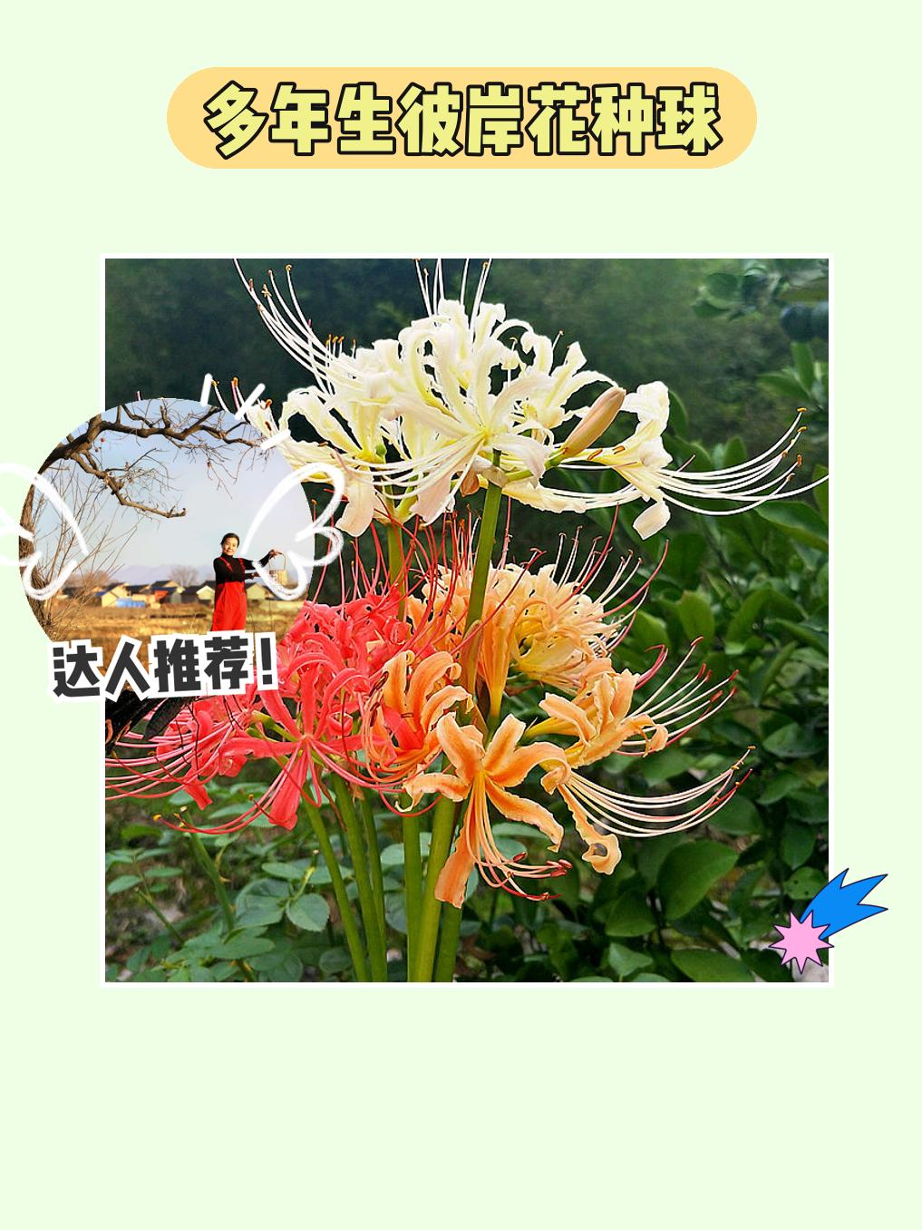 彼岸花种球,春天的心情来啦!🌸✨。今年春天,让我们的花园焕发新生吧!多年生彼岸花种球来啦!这款曼珠沙华种球,不仅花色鲜艳,开花时节更是仿佛置身仙境!种植简单,适合各种盆栽环境,轻松打造你的私人花海。每一朵花都宛如艺术品,给生活增添无限美感。快来一起感受这份春日的浪漫吧!