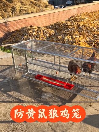 防黄鼠狼鸡笼🐓#鸡笼 #鸡笼设备