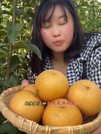 山东莱阳的秋月梨开园啦!今年口感格外好,现在是头茬大果,想吃的要抓紧呦#秋月梨 #水果 #新鲜应季水果 #莱阳梨 #新鲜水果