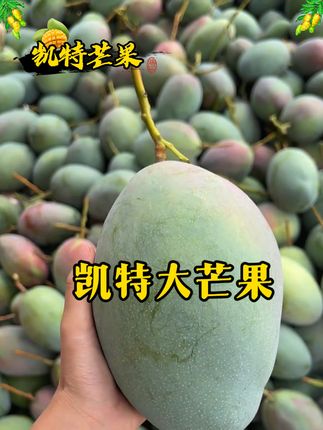 有谁还没吃过凯特大芒果,而且还比一般的芒果大,而且还皮薄肉厚,真是巨甜巨好吃!#凯特芒果 #芒果 #强烈推荐 #优质农产品 #新鲜采摘