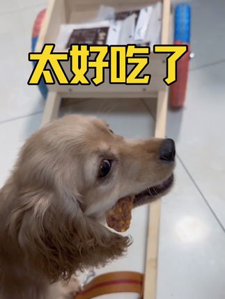 想让狗狗听话,一定要选对奖励零食,这款蛋黄鸭肉干就不错#当你有只馋嘴狗狗 #家有馋狗