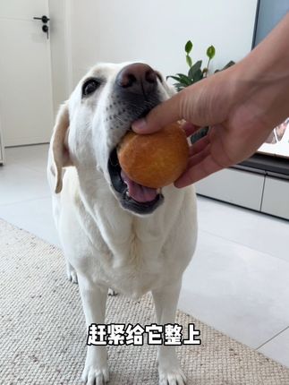 看看家里狗子聪不聪明,给它一个磨牙球就知道了~#拉布拉多 #萌宠好物 #新手养狗 #磨牙零食