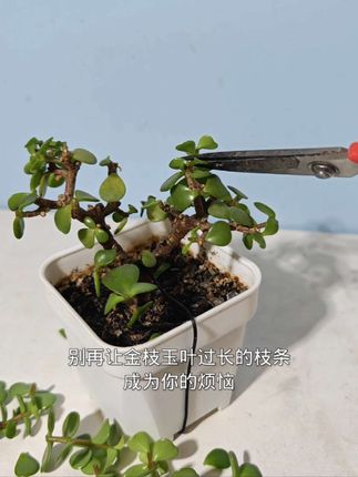 拥有此书,金枝玉叶告别杂乱,化身惊艳盆景#园艺生活 #盆景造型 #金枝玉叶修剪