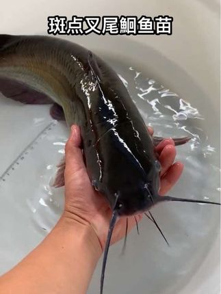 养殖户看过来!这款斑点叉尾鮰鱼苗太顶了,生长快、抗病强,还能适应盐碱水环境,养出的鱼肉嫩无刺,市场认可度高。新手也能轻松上手,养殖效益有保障! 热门话题:#斑点叉尾鮰 #清江鱼 #斑点叉尾鮰鱼苗 • #水产养殖好物 • #斑点叉尾鮰养殖