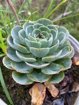 要想蝴蝶兰养得根好苗好,植料很关键#蝴蝶兰 #兰花 #兰花种植 #兰花日常管理