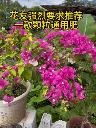 花友强烈要求推荐的一款通用肥料#花卉肥料 #生长肥 #养花 #小院 #英儿花园