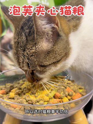 猫粮不是越贵越好,选对猫粮事半功倍#猫粮 #猫粮推荐#新手养猫 #萌宠好物