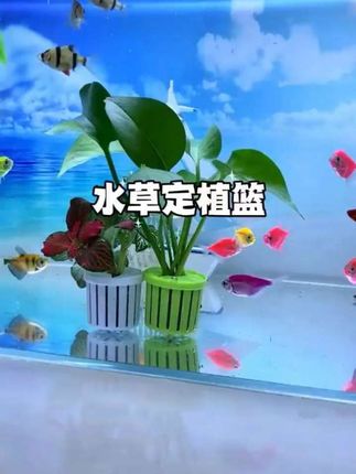 水草定植篮 #爱了爱了## 水草定植篮#鱼缸里造景 #看过来#鱼缸里的大自然