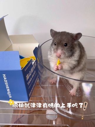 谁还不知道?没吃过坦克虫的仓鼠,鼠生是不完整的!#萌宠出道计划 #仓鼠增肥 #仓鼠坦克虫 #仓鼠零食 #新手养鼠指南