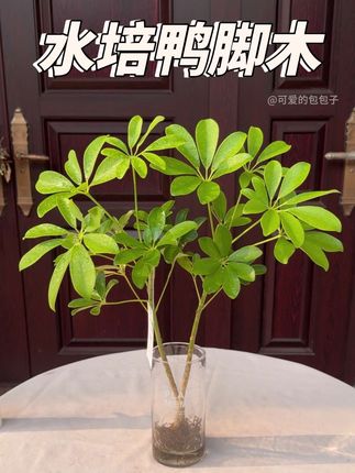 带花瓶的好事成双老桩鸭脚木盆栽,这是一款室内软装绿植搭子,水培老桩鸭脚木盆景,它的根系发达特别好养好看,不需要晒太阳,给点水就能存活,日常放在室内散光环境低水位养护就可以长得很好。它四季翠绿,叶片像鸭掌一样舒展,特别灵动可爱,新手懒人都可以将它养的很好。#鸭脚木 #室内绿植 #好看的花一定要分享给你 #适合室内摆放的花卉盆栽推荐 #花卉绿植