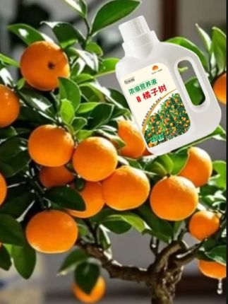 #金桔橘子专用营养液#农资肥料